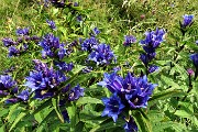 65 Genziana minore (Gentiana asclepiadea)